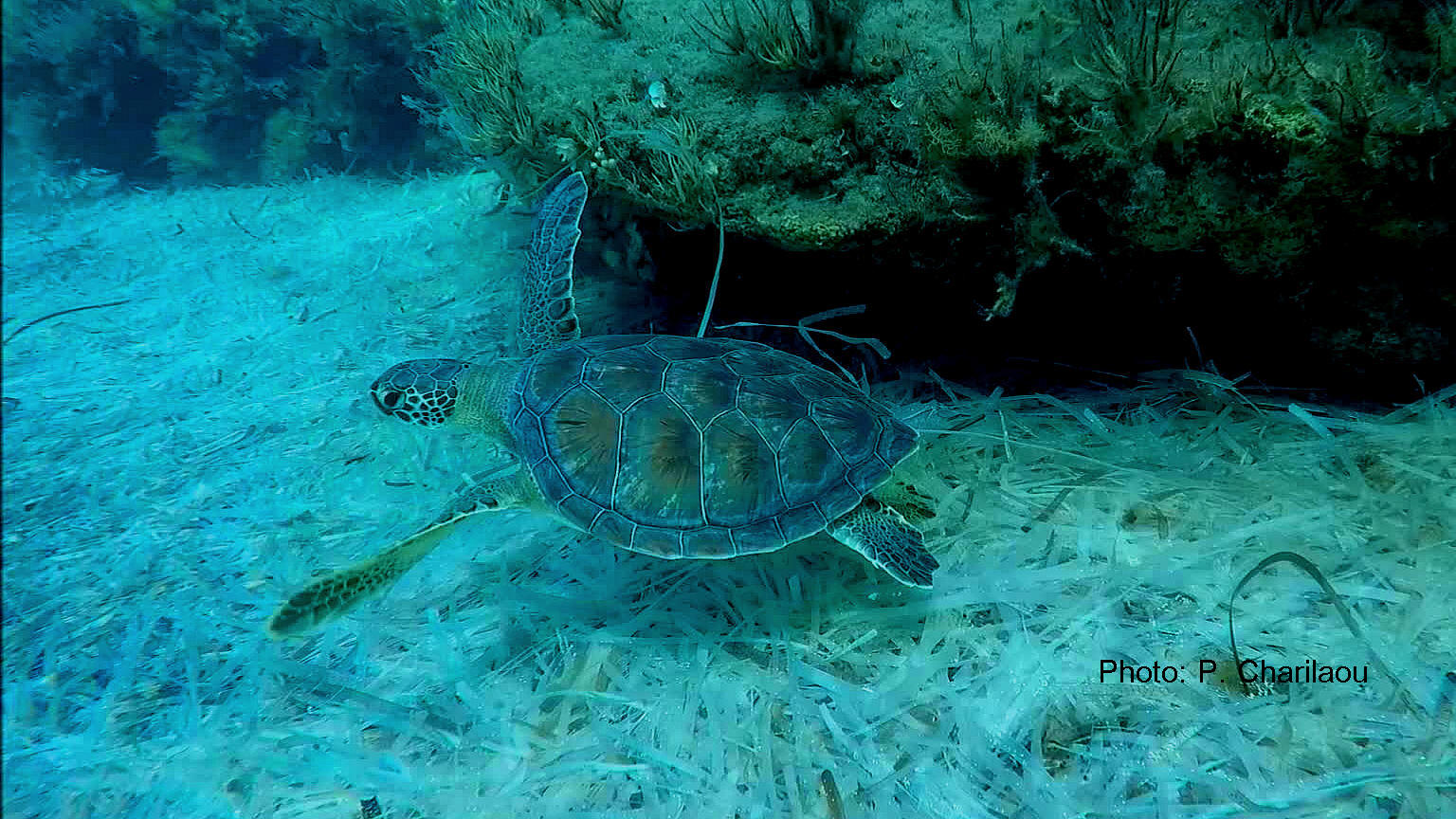 Image shows green sea turtle underwater on the sea bed.